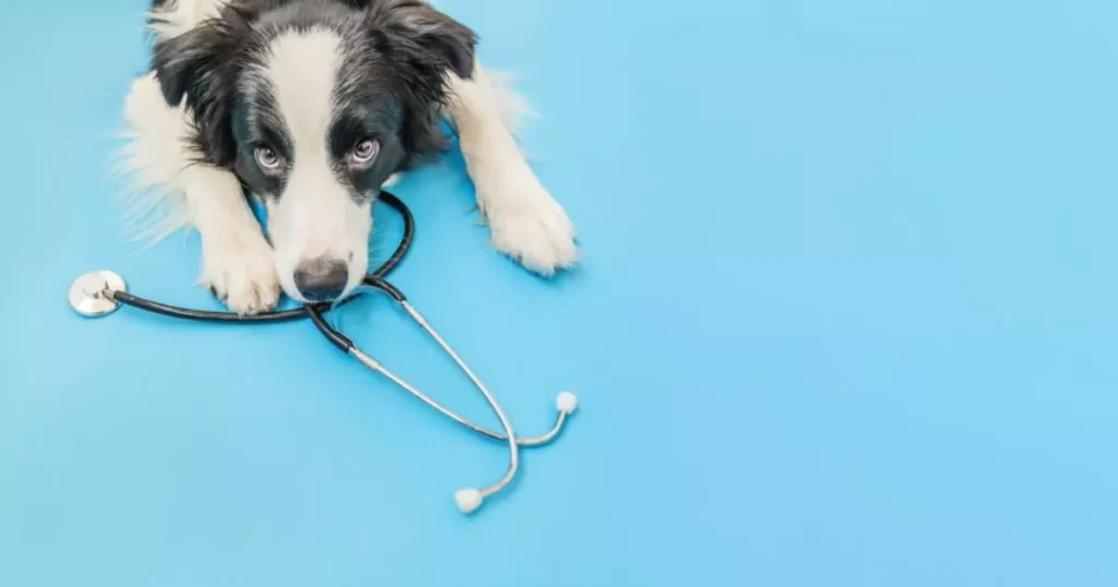 Preventing Health Problem in Dogs