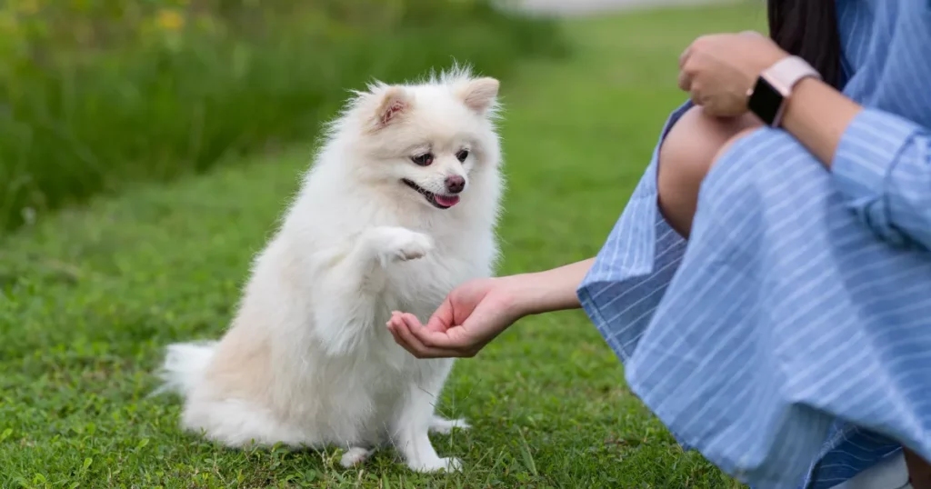 Providing variety to dog