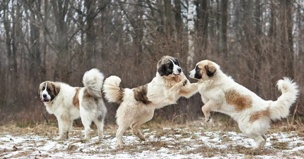 Pyrenean Mastiff