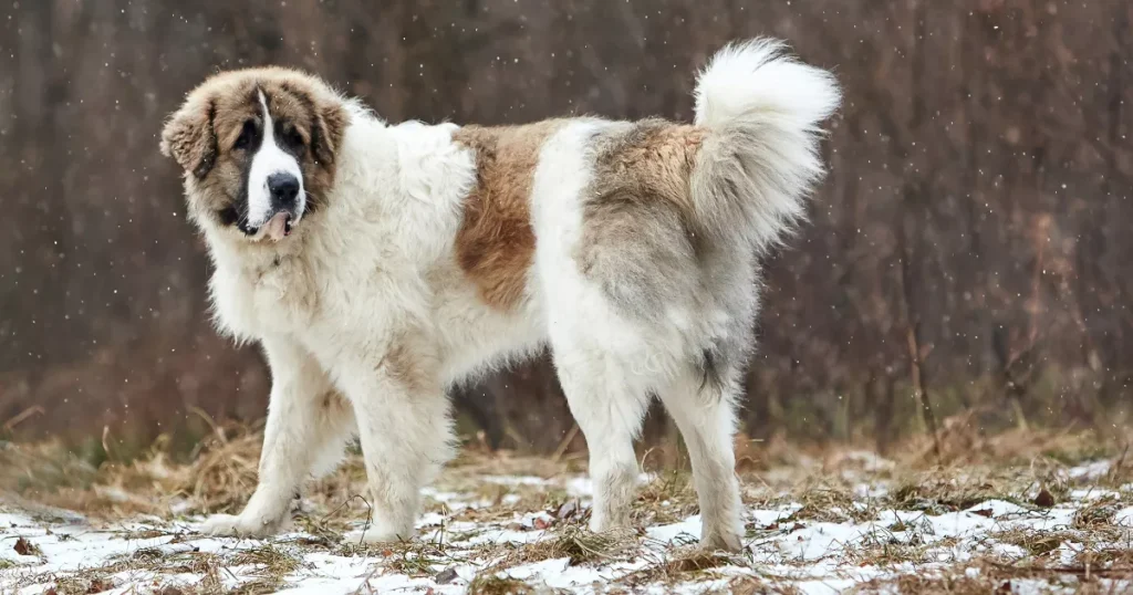 Pyrenean Mastiff