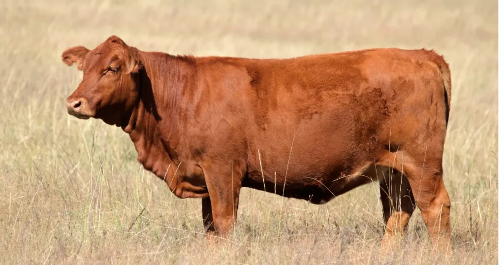 Red Angus Cow