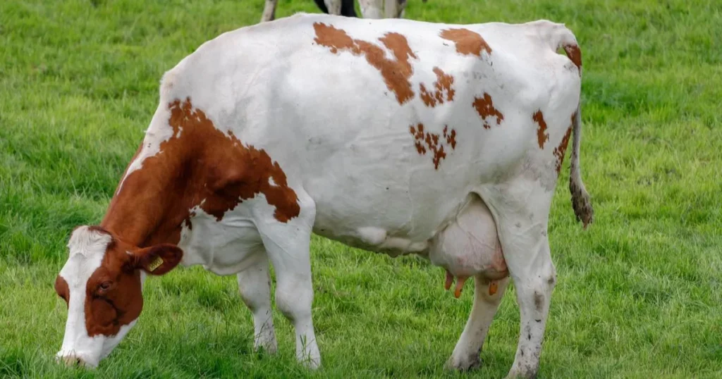 Red and White Holstein Cow