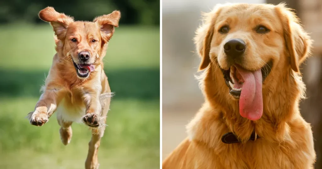 Retrievers (Golden)