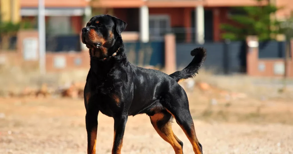 Rottweiler