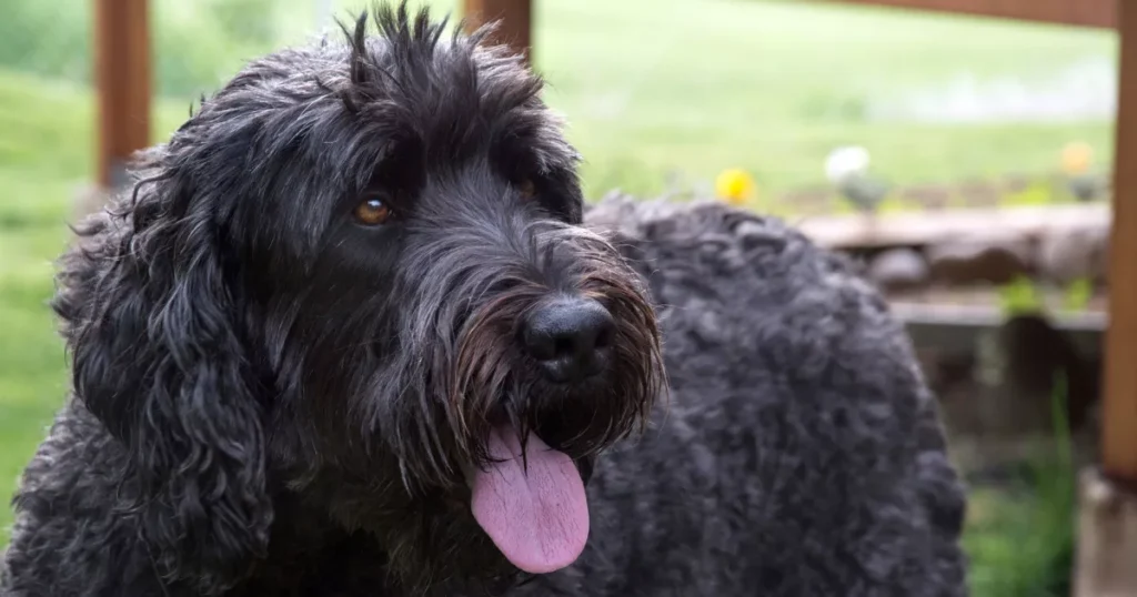 Russian Black Terrier