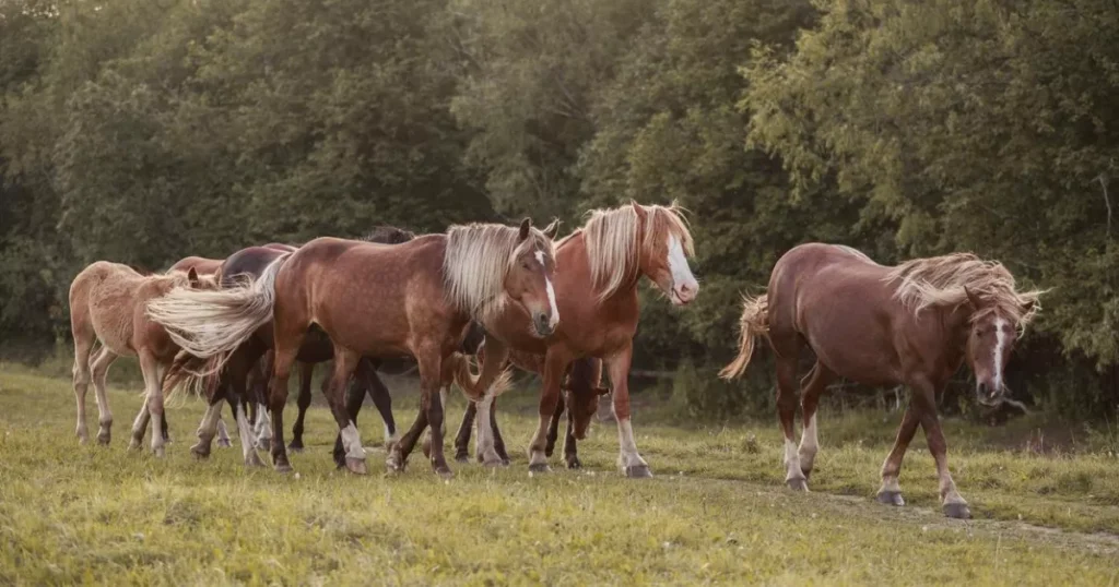 Russian Heavy Draft Horses