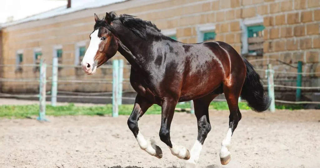 Russian Heavy Draft horse