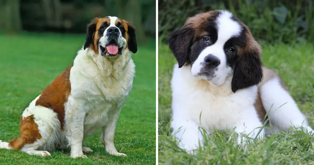 Saint Bernard