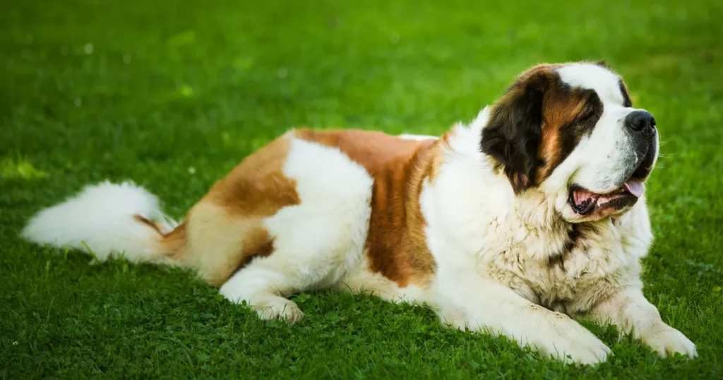 Saint Bernard