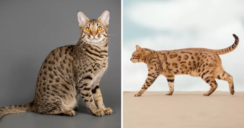 Savannah Cat