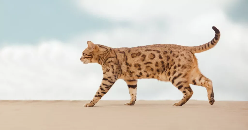 Savannah Cat