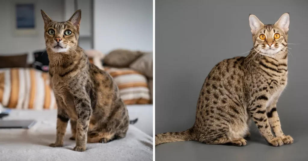 Savannah Cat