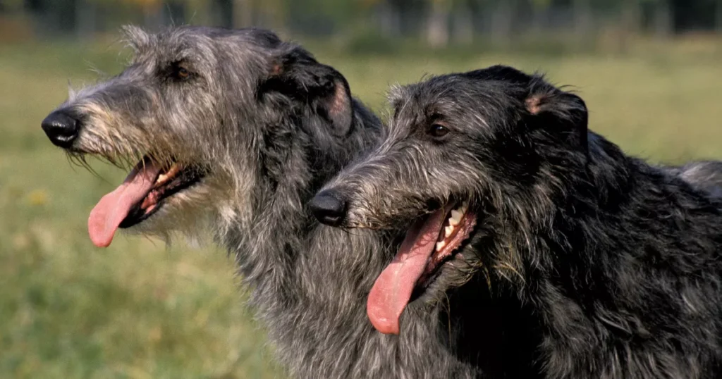 Scottish Deerhound