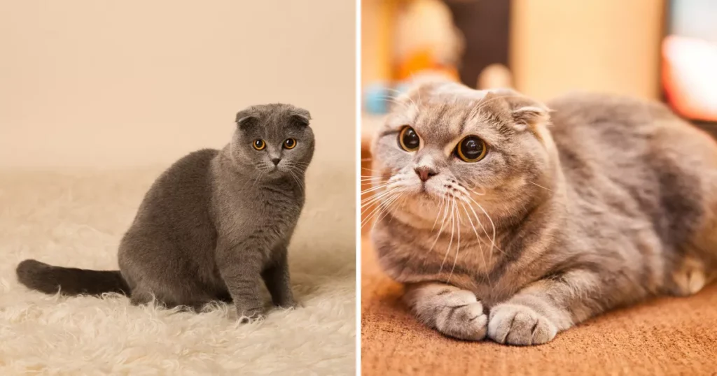 Scottish Fold