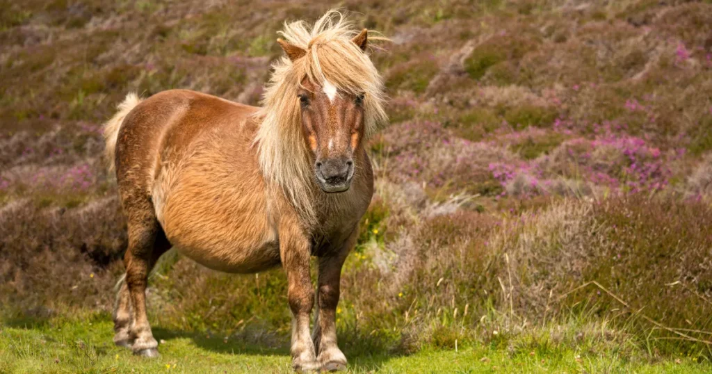 Shetland Pony