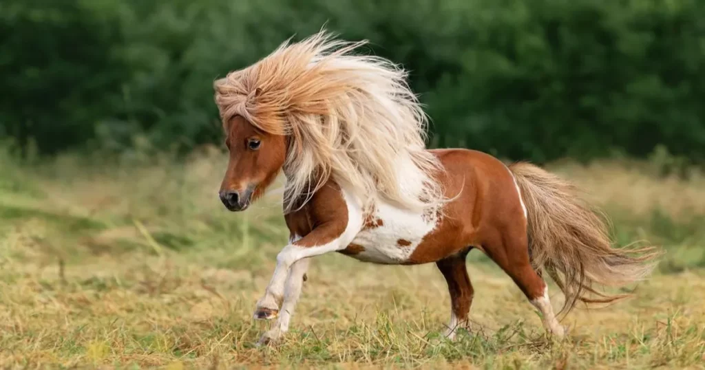 Shetland Pony Horse