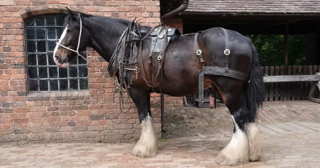 Shire Horse