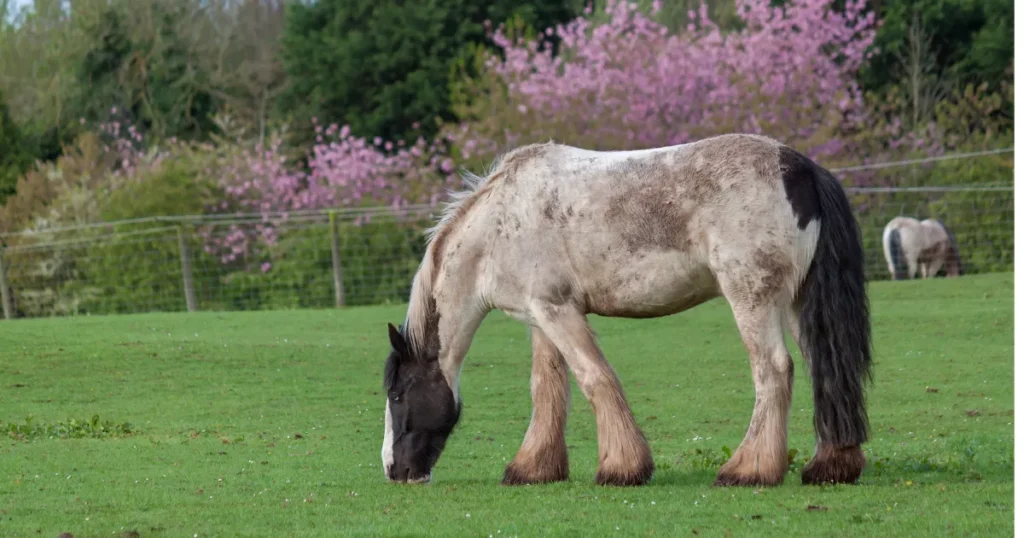 Shire Horse