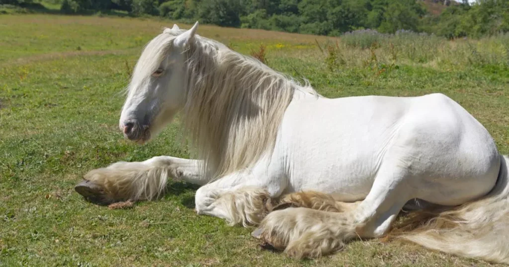 Shire Horse