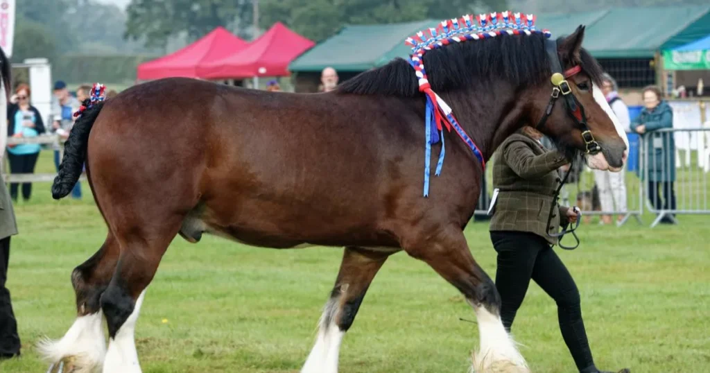 Shire Horse