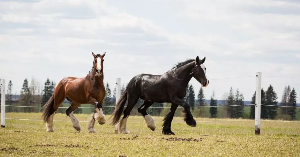 Shire Horses