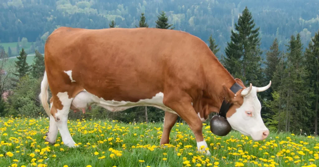 Simmental Cow