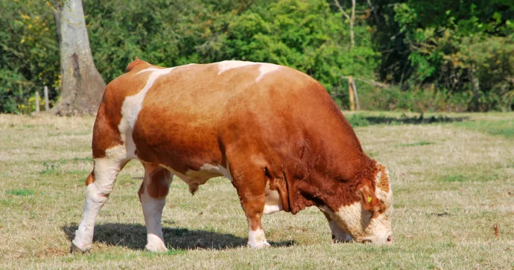 Simmental cattle