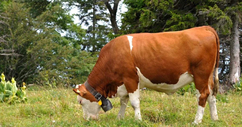 Simmental cattle