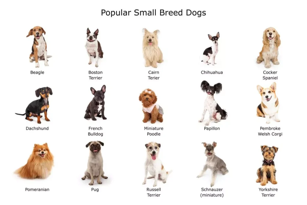 Dogs Breed Specific Weight Guidelines: Small, Medium, Large, And Giant ...