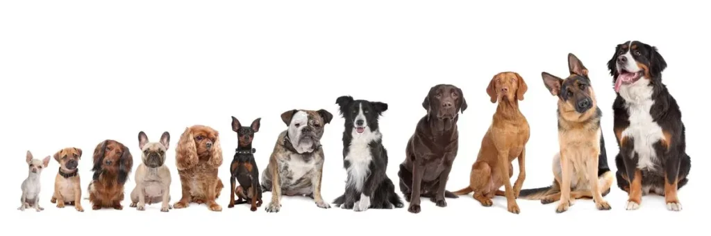 Small to Giant Dog Breeds