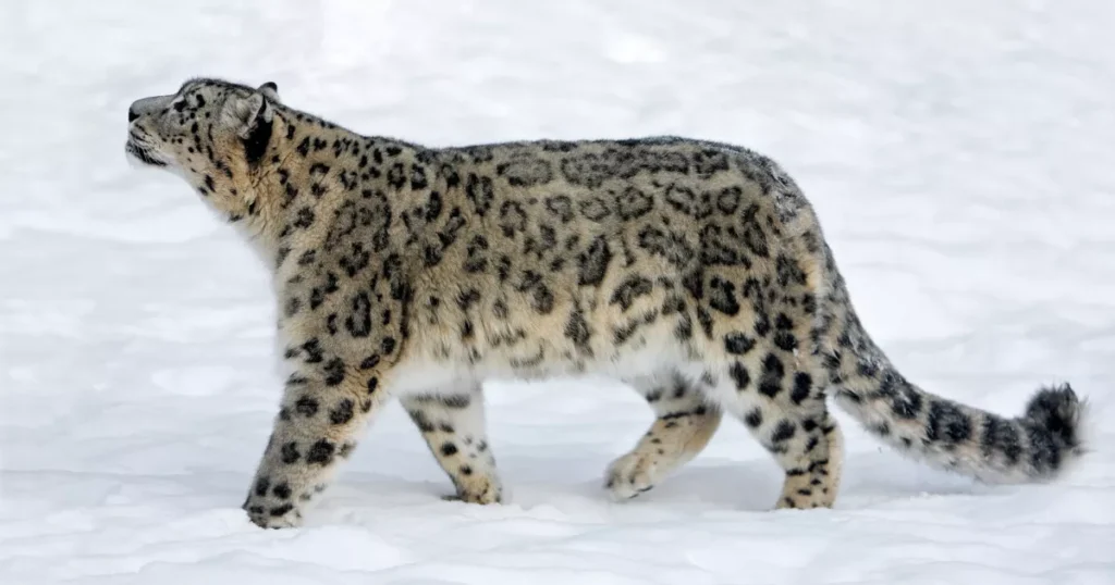 Snow Leopard