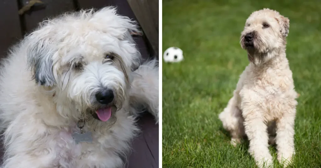 Soft Coated Wheaten Terrier