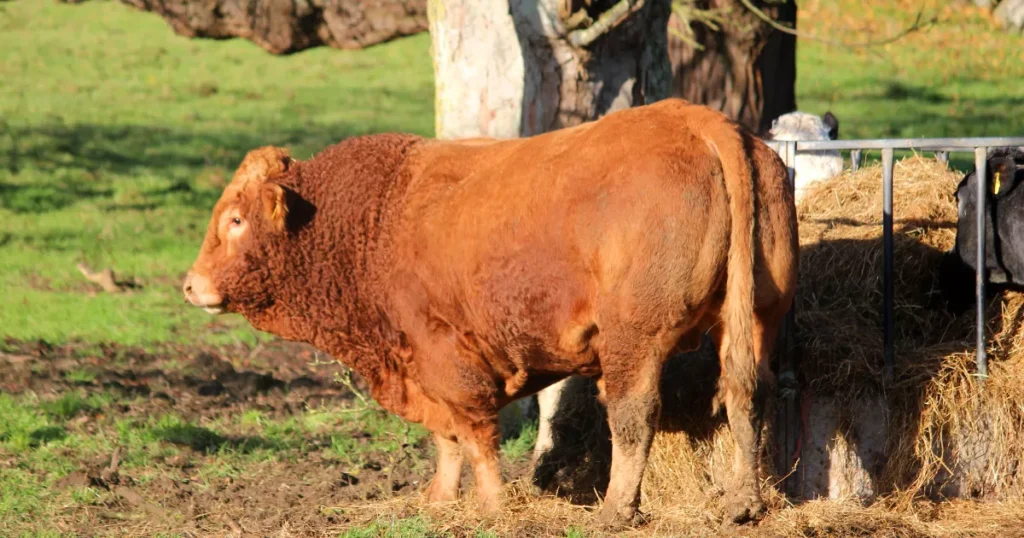 South Devon cattle