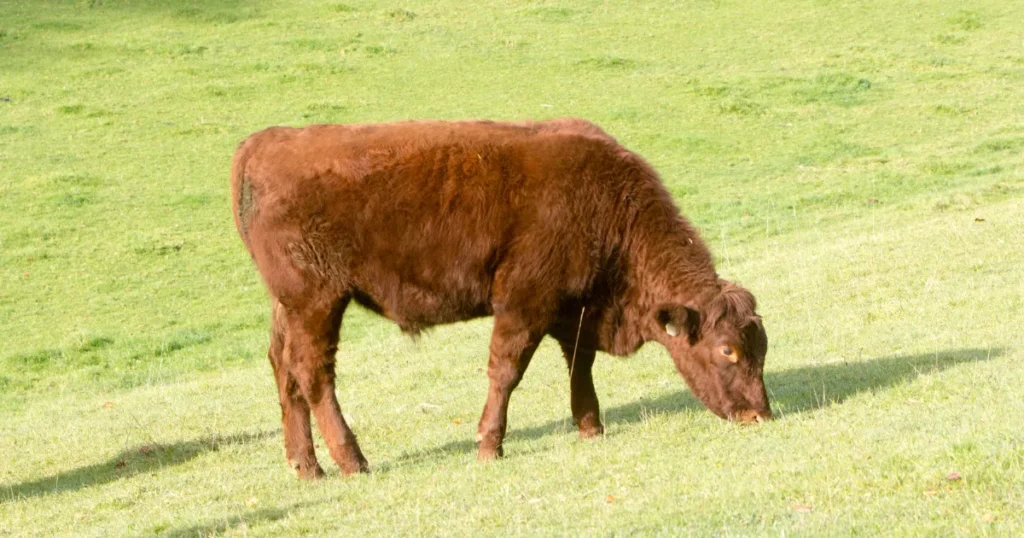 South Devon cattle