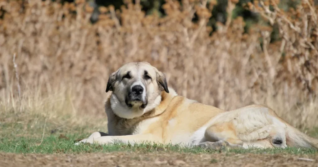 Spanish Mastiff