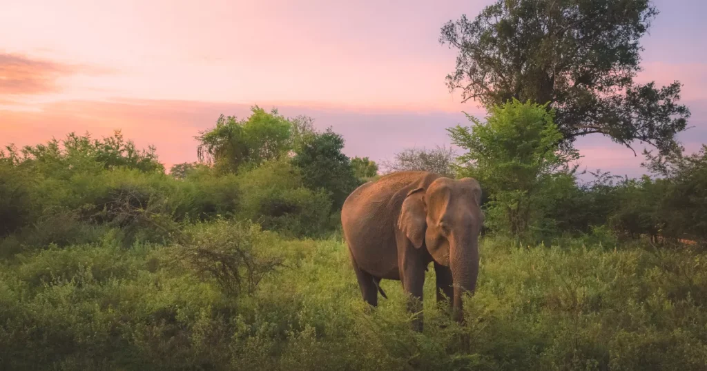 Sri Lankan Elephant