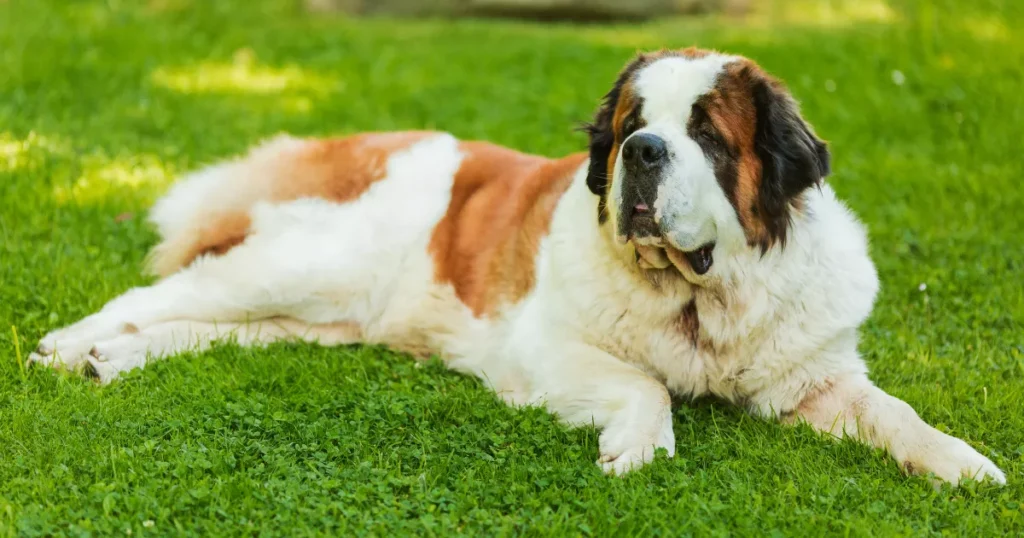 Top 10 Heaviest Dog Breeds In The World