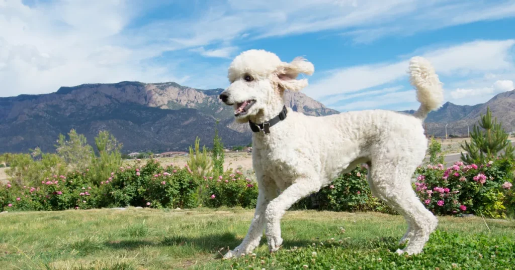 Standard Poodle