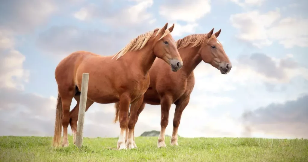 Suffolk Punch