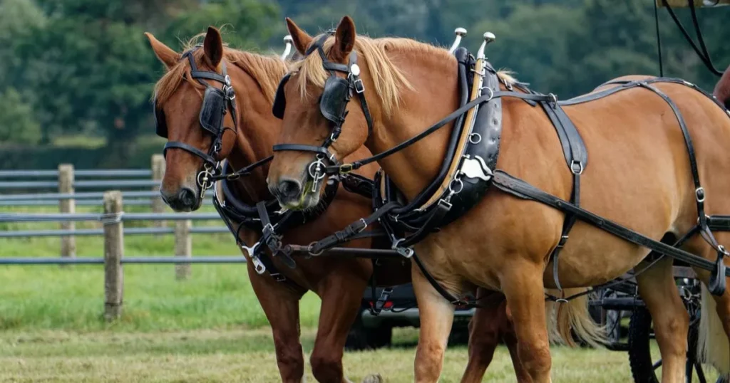 Suffolk Punch