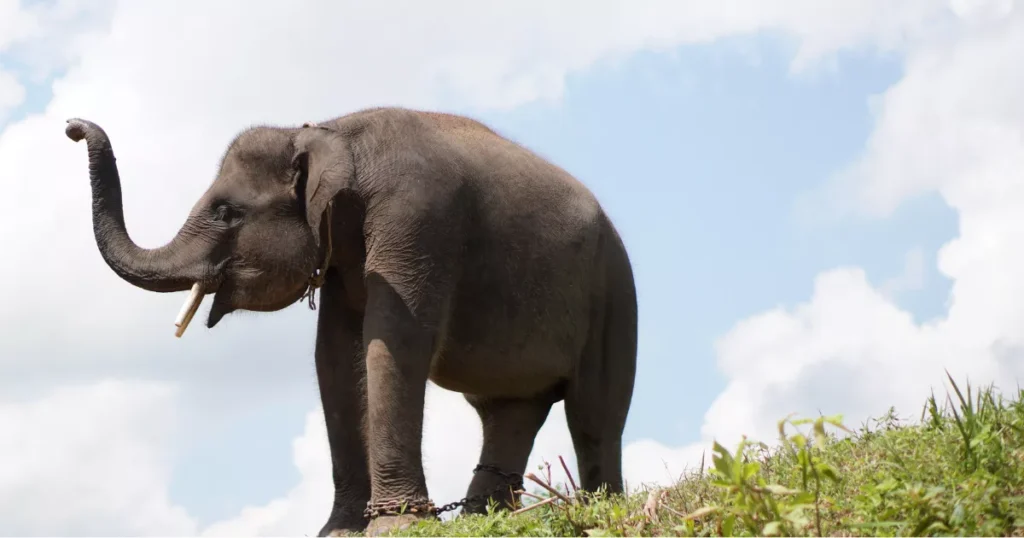 Sumatran Elephant