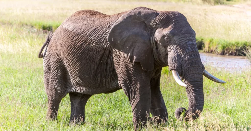 The African Savanna Elephant 