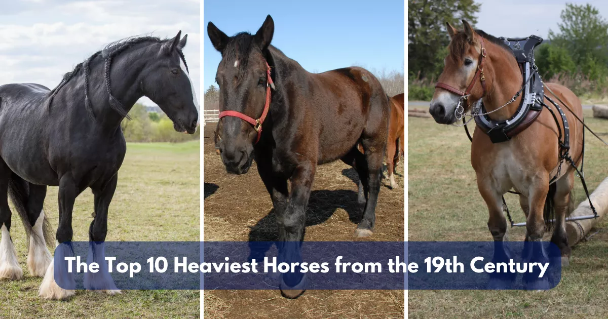 The Top 10 Heaviest Horses from the 19th Century