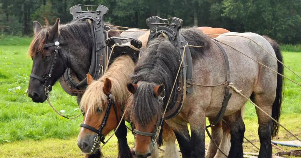 Three Big Belgian Draft Horse