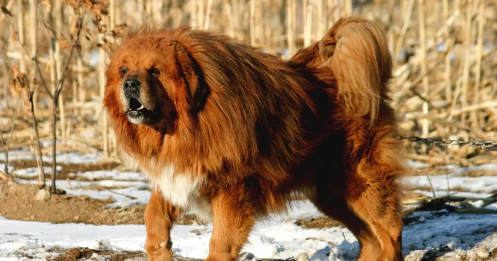 Tibetan Mastiff