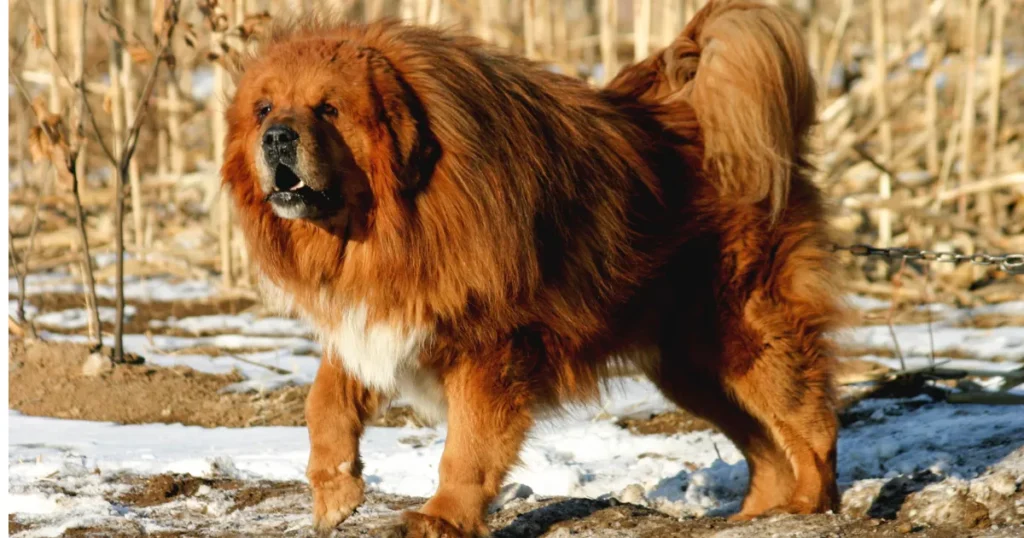 Tibetan Mastiff