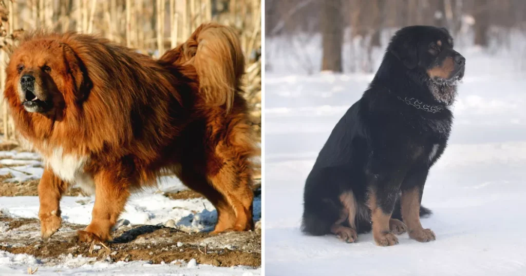 Tibetan Mastiff