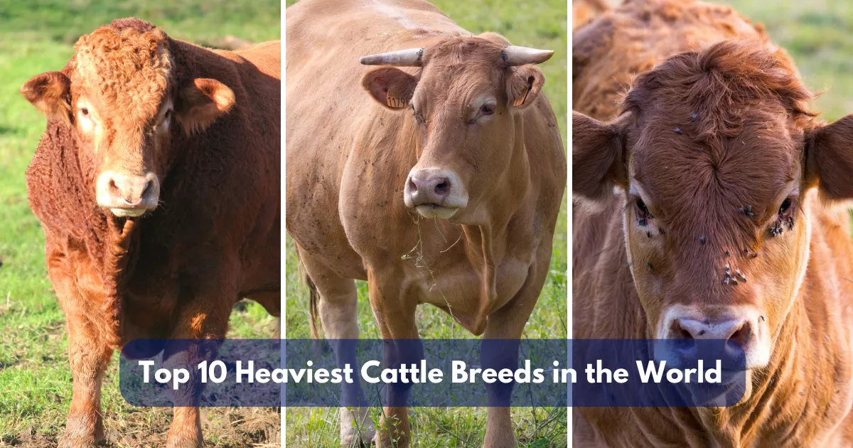 Top 10 Heaviest Cattle Breeds in the World