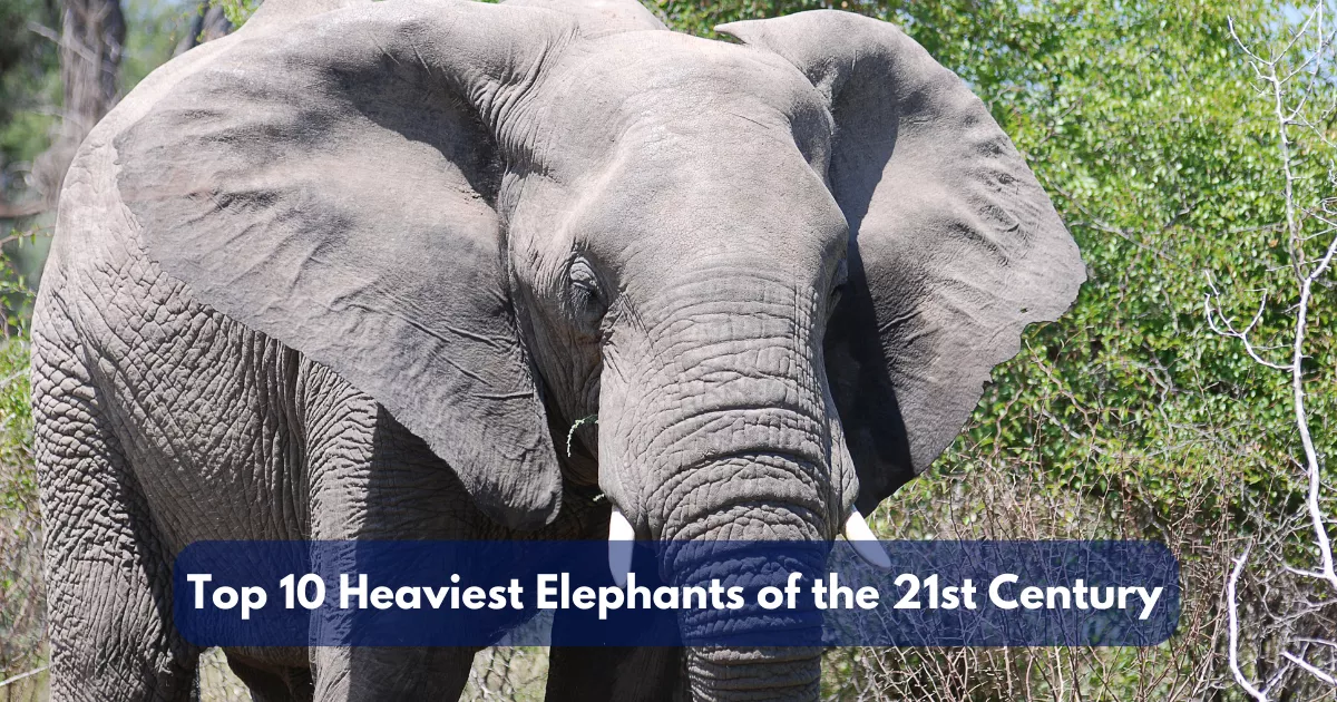 Top 10 Heaviest Elephants of the 21st Century