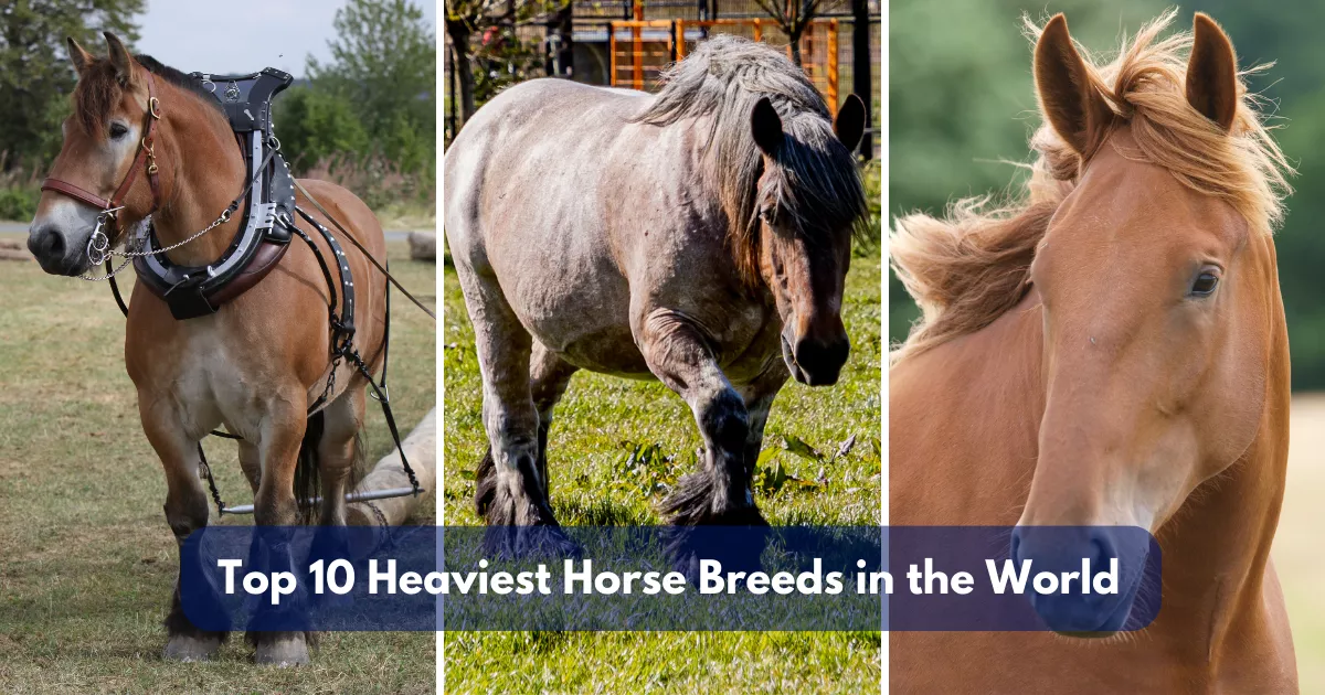 Top 10 Heaviest Horse Breeds in the World